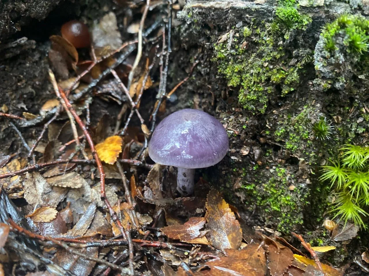 Hongo en el suelo del bosque