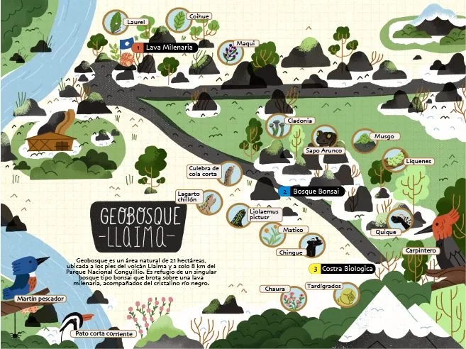 Mapa ilustrado de Geobosque Llaima