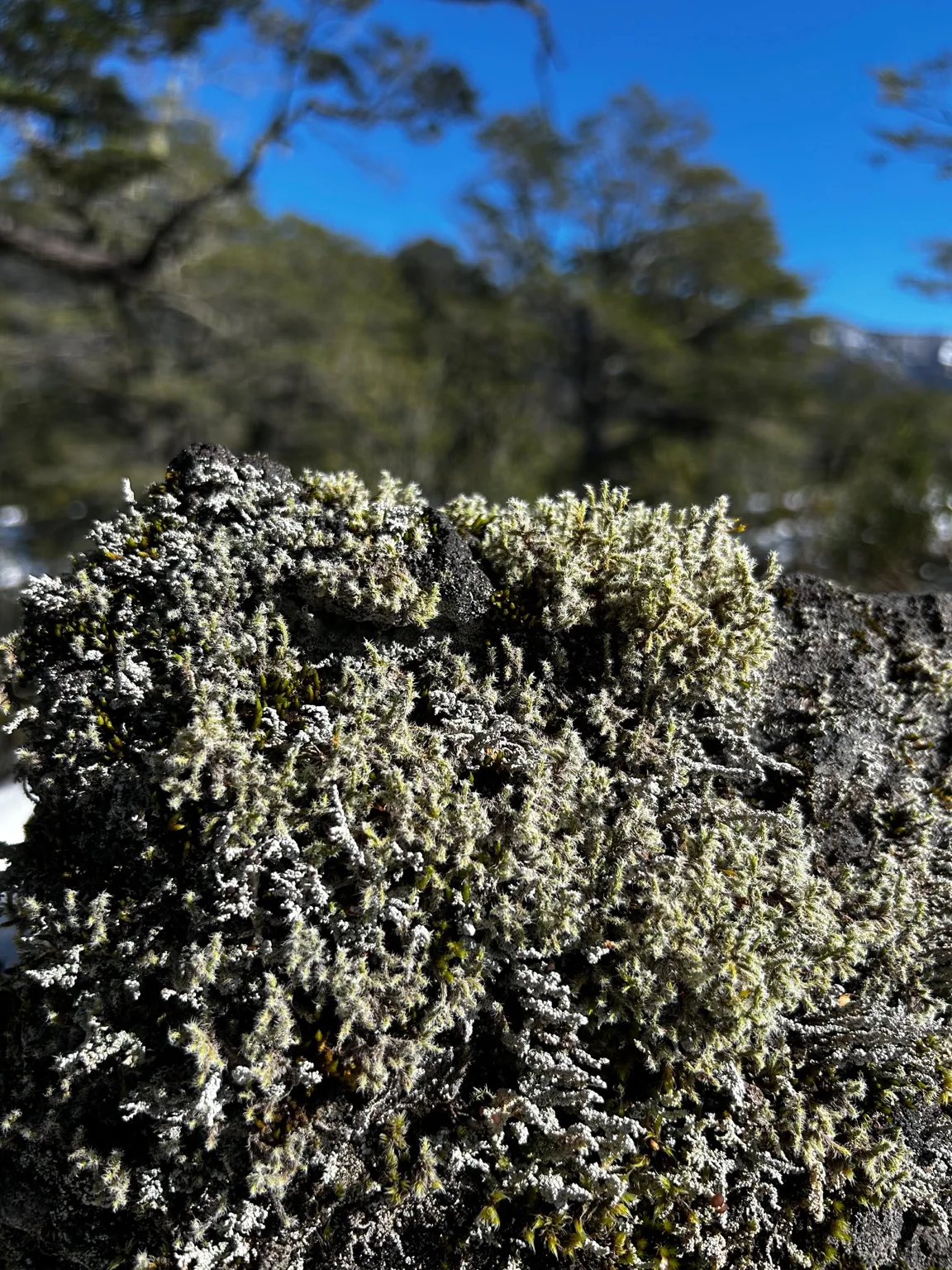 Detalle de líquenes y pequeños organismos sobre una superficie natural