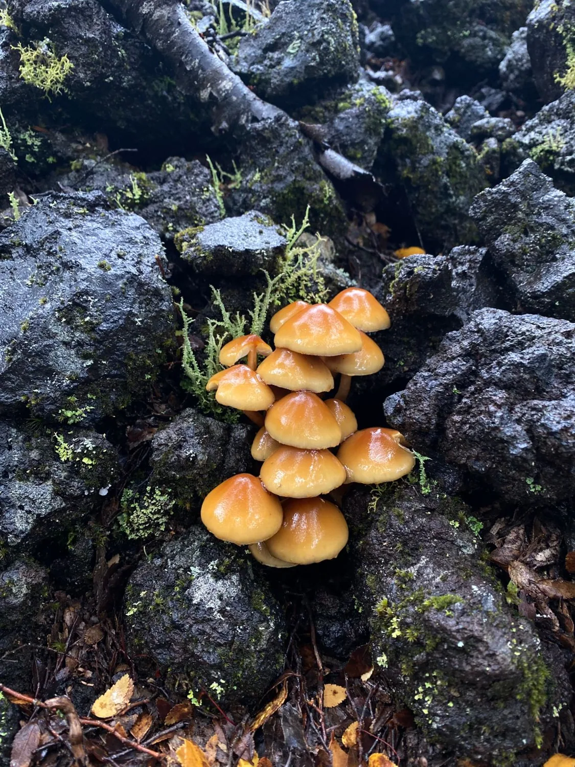 Hongos y organismos creciendo entre rocas volcánicas